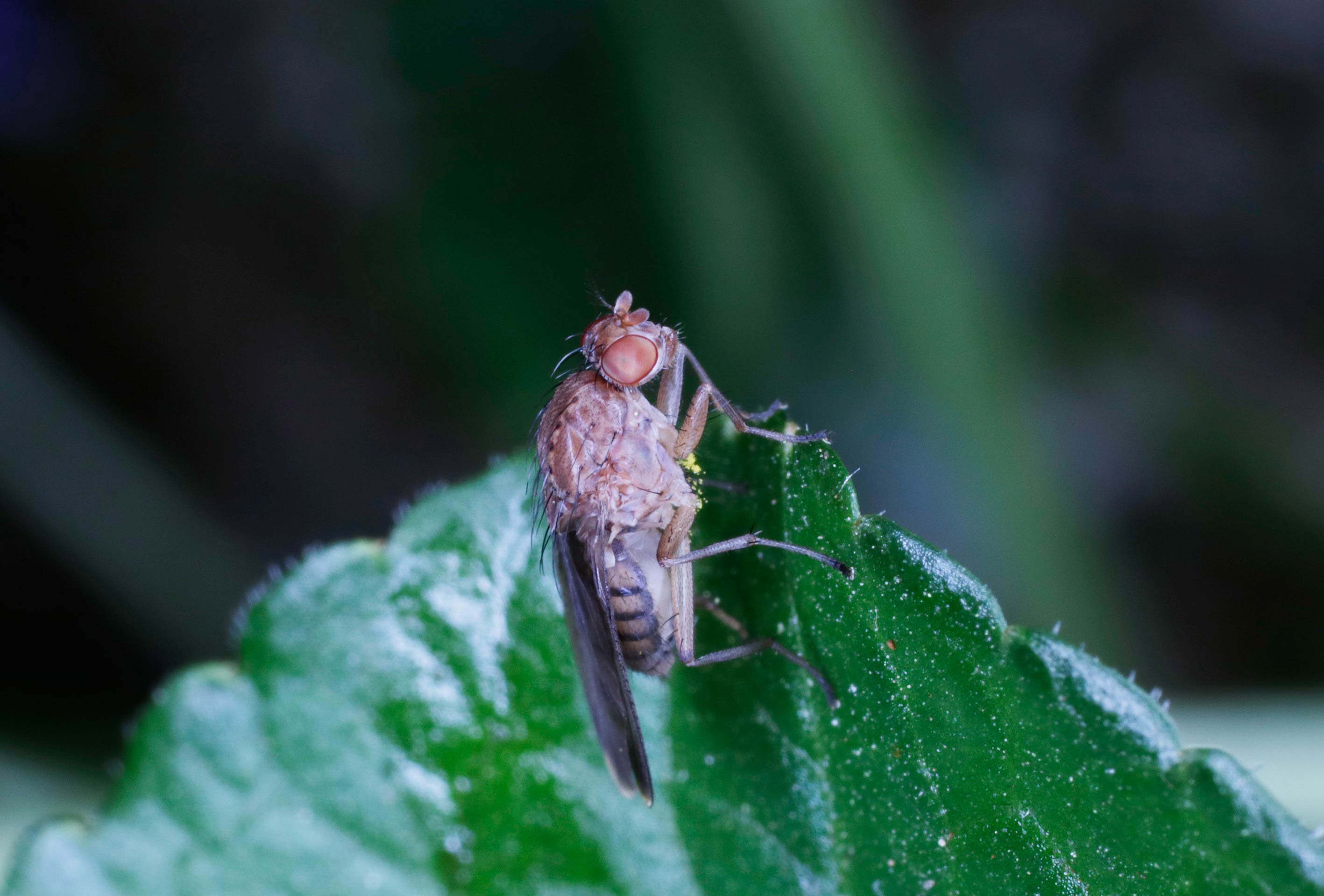 Heleomyzidae: Suillia variegata.